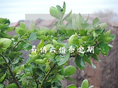 易信云借条逾期 易信云借条逾期