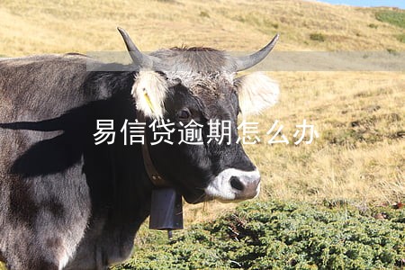 易信贷逾期怎么办 易信贷逾期怎么办
