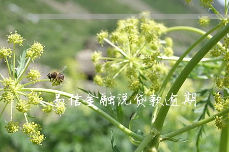 易信金融说贷款逾期