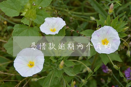 易借款逾期两个月的 易借款逾期两个月的