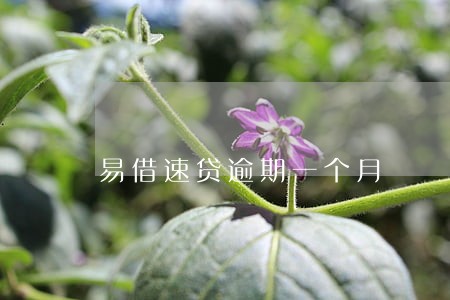 易借速贷逾期一个月