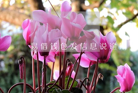 易借钱包发信息说逾期