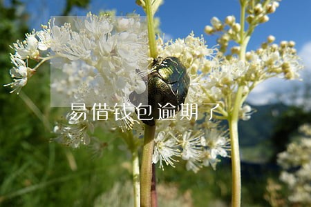 易借钱包逾期了 易借钱包逾期了