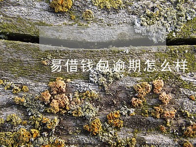 易借钱包逾期怎么样