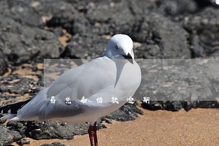 易凭条借款逾期