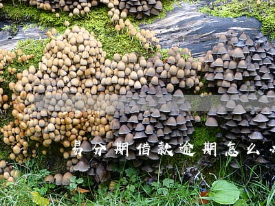 易分期借款逾期怎么办 易分期借款逾期怎么办