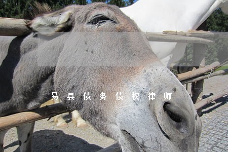 易县债务债权律师 易县债务债权律师