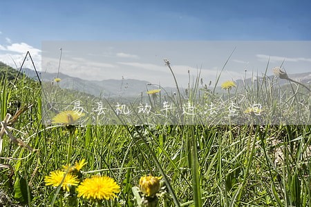易县机动车违法查询 易县机动车违法查询