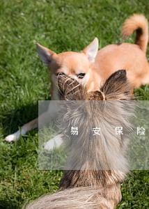 易安保险逾期 易安保险逾期