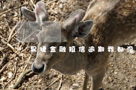 易捷金融短信逾期我都没借 易捷金融短信逾期我都没借