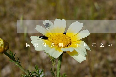 易支付逾期一个月怎么办 易支付逾期一个月怎么办