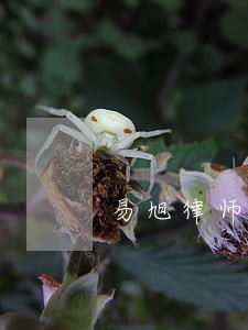 易旭律师 易旭律师