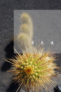 易美健会上门逾期吗