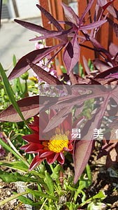 易美健逾期全款 易美健逾期全款