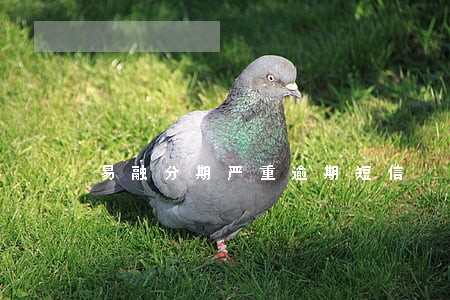 易融分期严重逾期短信 易融分期严重逾期短信
