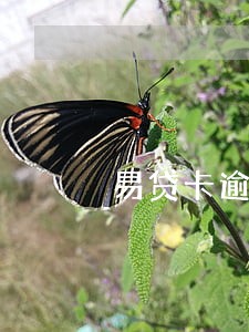 易贷卡逾期一天有影响吗 易贷卡逾期一天有影响吗