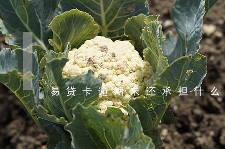 易贷卡逾期未还承担什么责任 易贷卡逾期未还承担什么责任