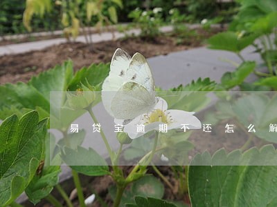 易贷宝逾期不还怎么解决 易贷宝逾期不还怎么解决