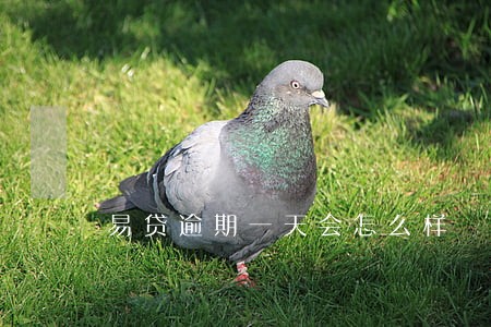 易贷逾期一天会怎么样 易贷逾期一天会怎么样