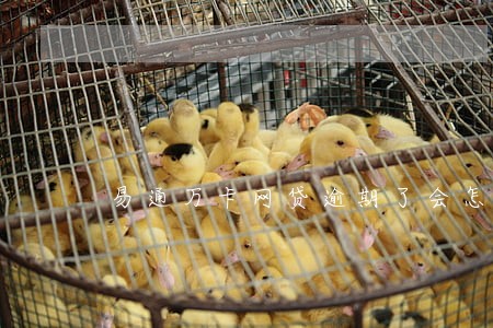 易通万卡网贷逾期了会怎么样 易通万卡网贷逾期了会怎么样