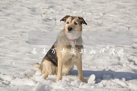 易通万卡逾期如何催收 易通万卡逾期如何催收