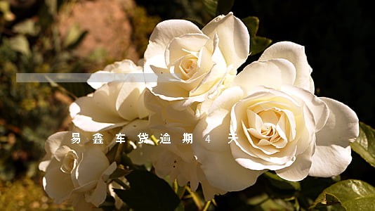 易鑫车贷逾期4天 易鑫车贷逾期4天