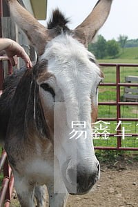 易鑫车贷逾期一年咋样协商 易鑫车贷逾期一年咋样协商