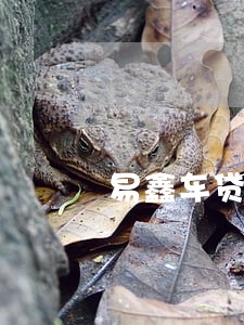易鑫车贷逾期几天拖车 易鑫车贷逾期几天拖车