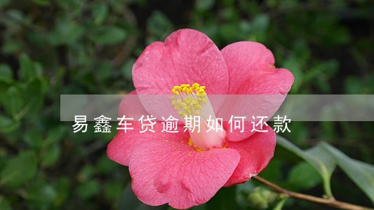 易鑫车贷逾期如何还款 易鑫车贷逾期如何还款
