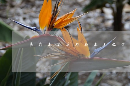易鑫车贷逾期拖车怎么拿回车