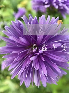 易鑫车贷逾期滞纳金 易鑫车贷逾期滞纳金