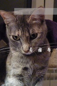 易鑫车贷逾期率 易鑫车贷逾期率
