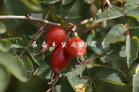 易鑫车贷逾期罚息
