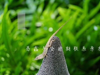 易鑫车贷逾期联系亲友 易鑫车贷逾期联系亲友