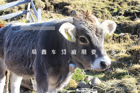易鑫车贷逾期要扣多少 易鑫车贷逾期要扣多少