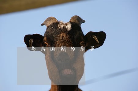 易鑫逾期的后果 易鑫逾期的后果