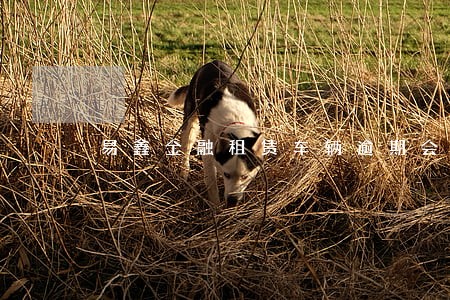 易鑫金融租赁车辆逾期会立案吗 易鑫金融租赁车辆逾期会立案吗