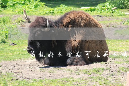 易靓好车逾期可以买车吗 易靓好车逾期可以买车吗