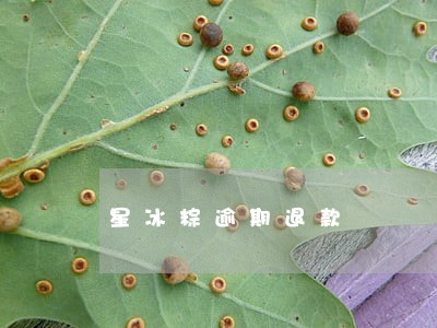 星冰粽逾期退款 星冰粽逾期退款