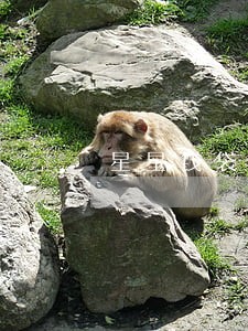 星星钱袋自动扣款失败就算逾期 星星钱袋自动扣款失败就算逾期