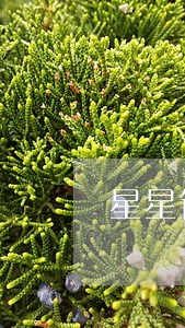 星星钱袋逾期一个月爆照片 星星钱袋逾期一个月爆照片