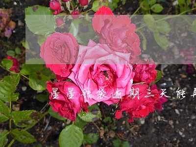 星星钱袋逾期三天能再借吗 星星钱袋逾期三天能再借吗