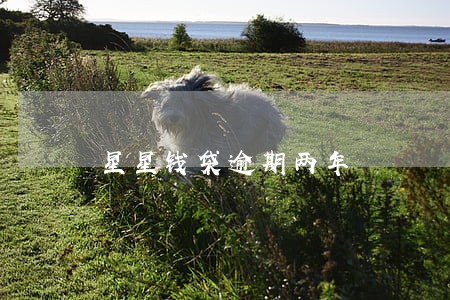 星星钱袋逾期两年 星星钱袋逾期两年