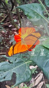 星星钱袋逾期催收 星星钱袋逾期催收
