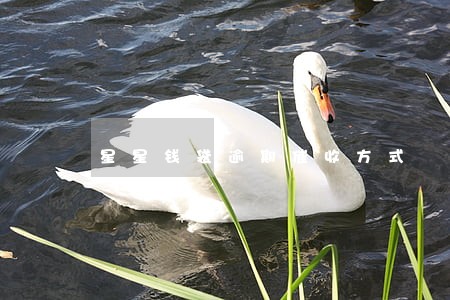 星星钱袋逾期催收方式 星星钱袋逾期催收方式