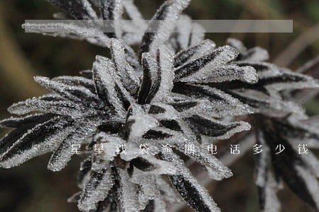 星星钱袋逾期电话多少钱