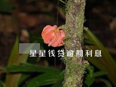 星星钱贷逾期利息 星星钱贷逾期利息