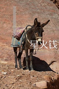 星火钱包诉讼逾期 星火钱包诉讼逾期