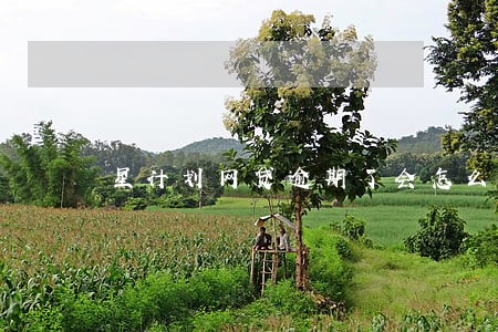 星计划网贷逾期了会怎么样 星计划网贷逾期了会怎么样