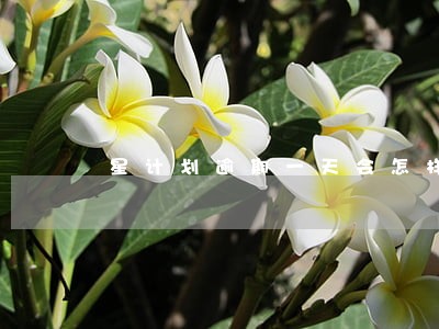 星计划逾期一天会怎样 星计划逾期一天会怎样